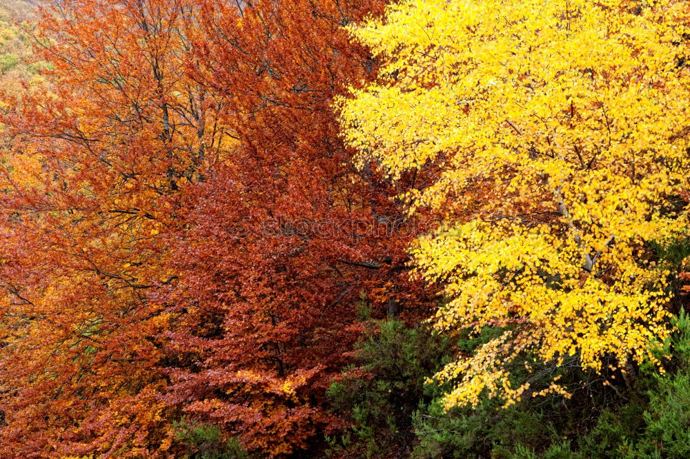 Image, Stock Photo textural image of autumn foliage