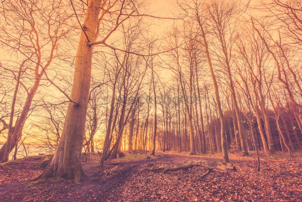 Similar – Forest landscape with mist and sunrise