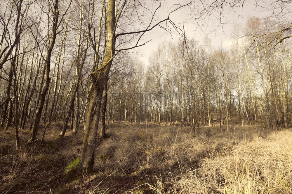 Image, Stock Photo forest path Well-being