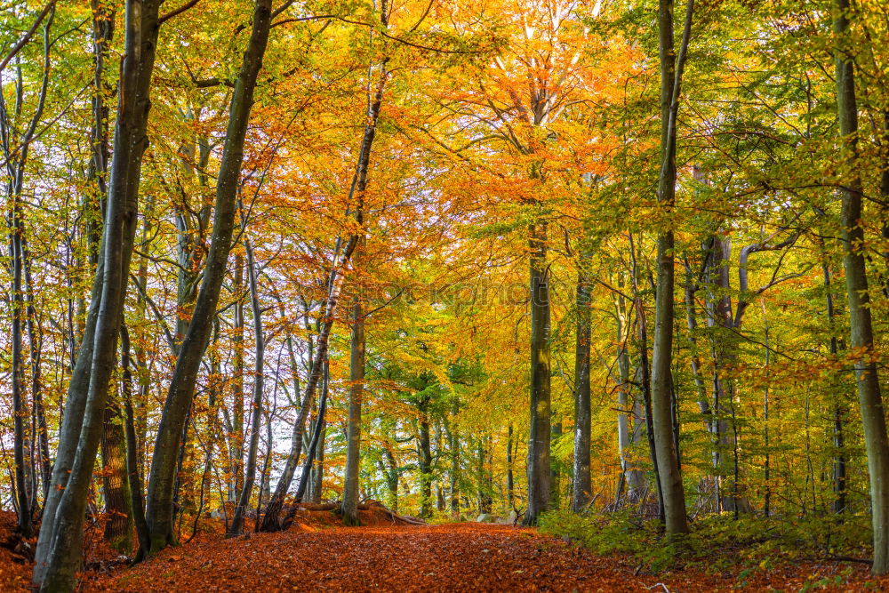 Similar – Autumn forest with sun and shadows