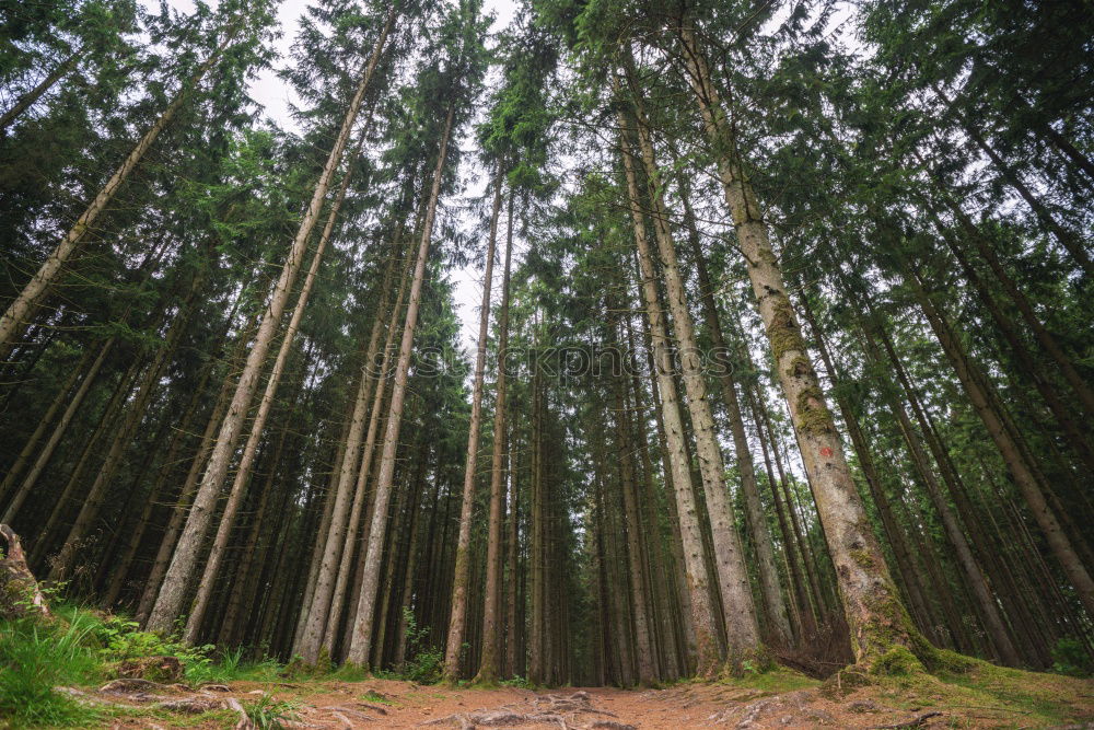 Similar – Image, Stock Photo Mother with her little daughter walking through the forest