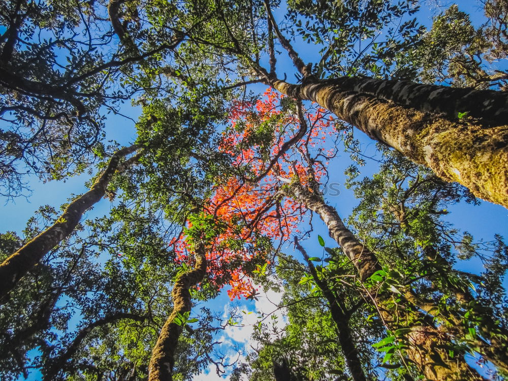 Similar – Image, Stock Photo forest with trees and moss