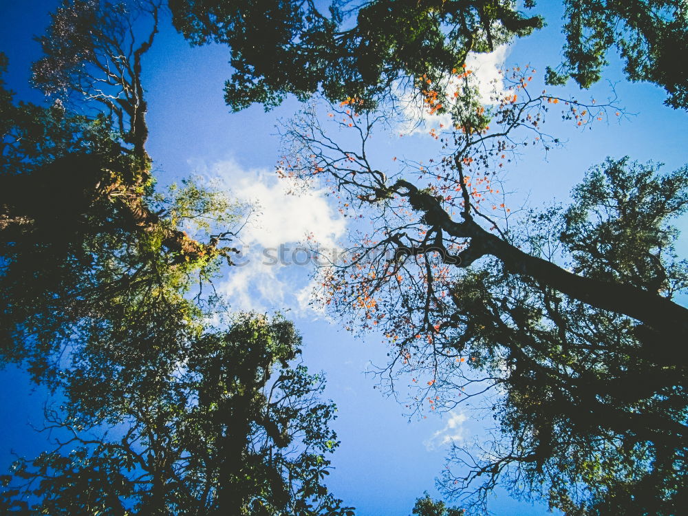 Sunlight Licht Himmel Baum