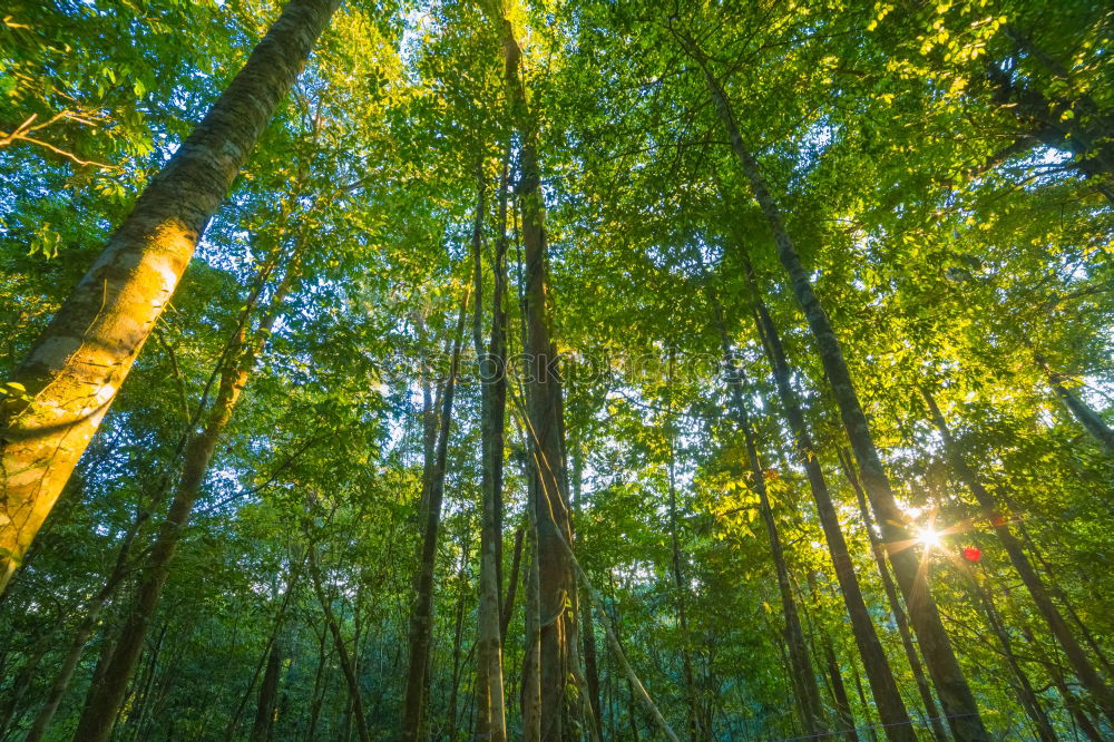 Similar – neulich im Wald Natur