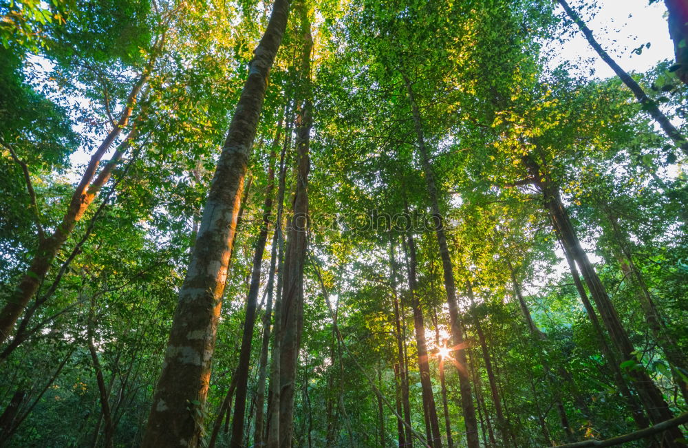 Similar – neulich im Wald Natur