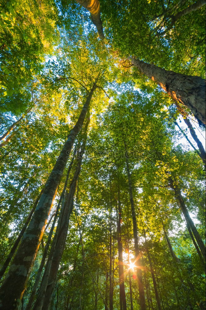 Waldregenbogen Umwelt