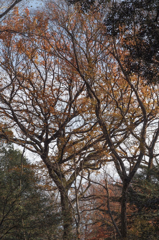 Similar – Foto Bild Zweisamkeit Baum Statue