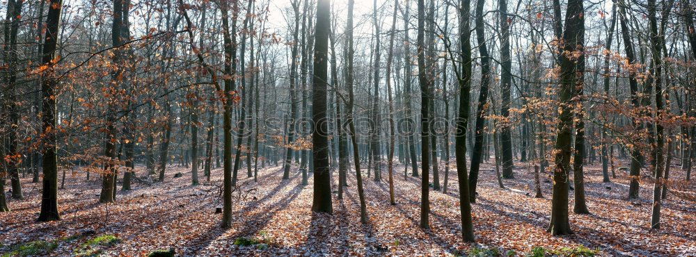 Similar – birch forest Trip Hiking