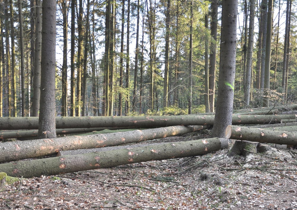 Similar – Foto Bild Valentinstag Wald Baum