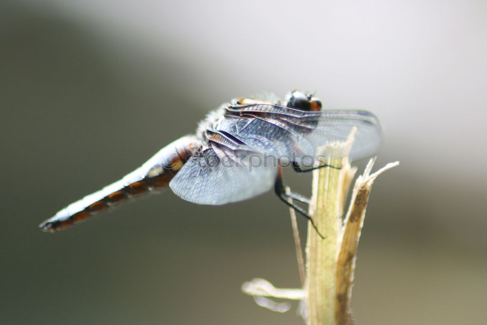 Similar – Image, Stock Photo Sympetrum meridionale (male) N°2