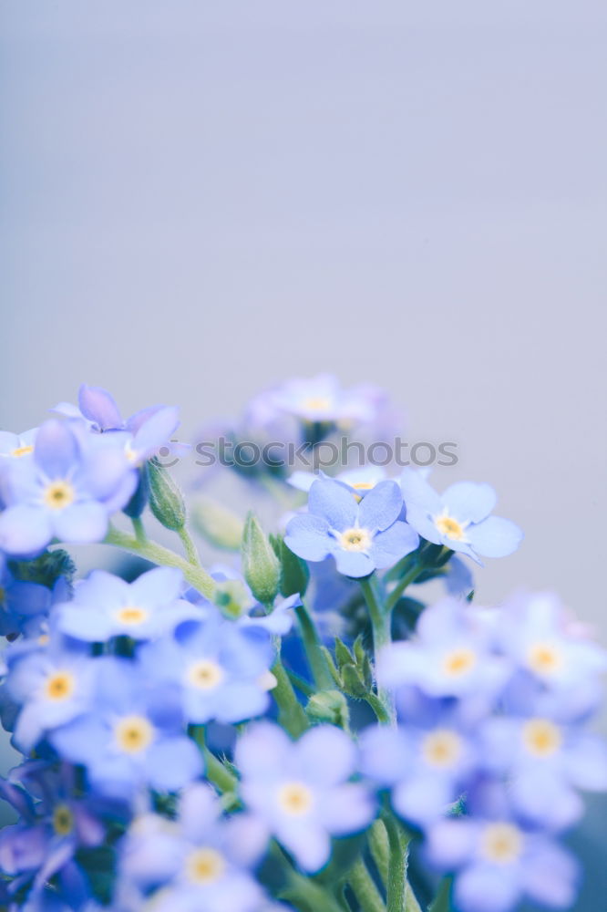 Similar – Image, Stock Photo Zipper Daisy Flower