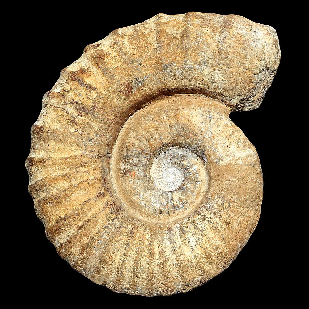 Similar – ammonite Ammonite