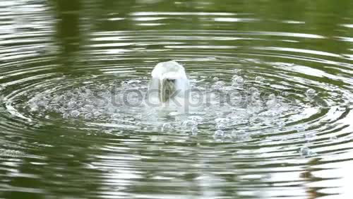 Similar – Image, Stock Photo paddles Nature Water