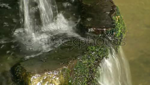 Similar – frog Plant Aquatic plant