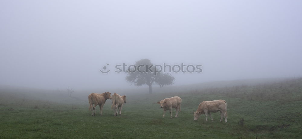 Similar – Foto Bild Pferde am Abend Weide