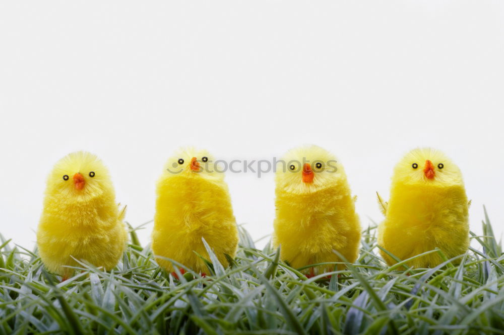 Similar – Image, Stock Photo maverick Animal Chick