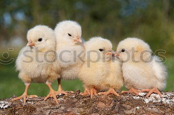 Similar – Image, Stock Photo teenage hen chicken fowls