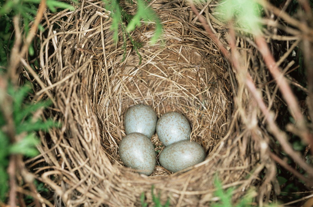 Similar – Image, Stock Photo Empty nest in daddys hand