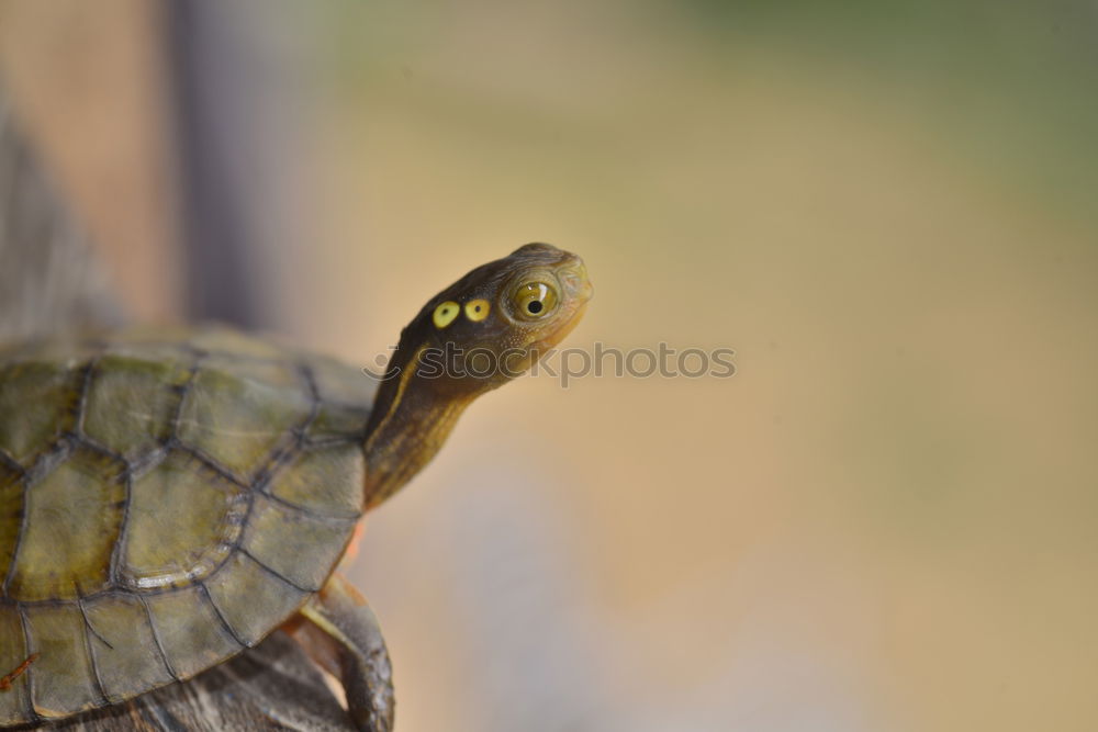 Image, Stock Photo garden reptile Nature