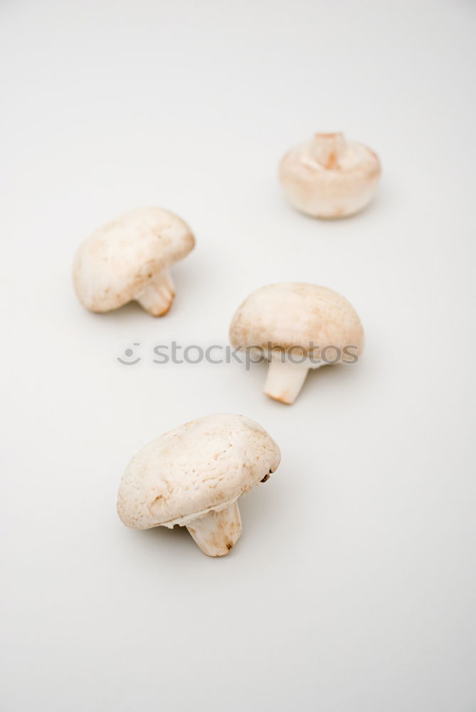 Similar – Image, Stock Photo Barley ears; barley grains; barley; hordeum; vulgare;