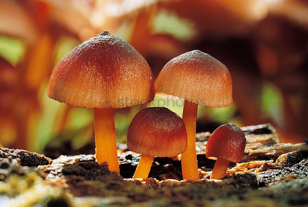 Similar – Image, Stock Photo Mushroom Impressions Tree