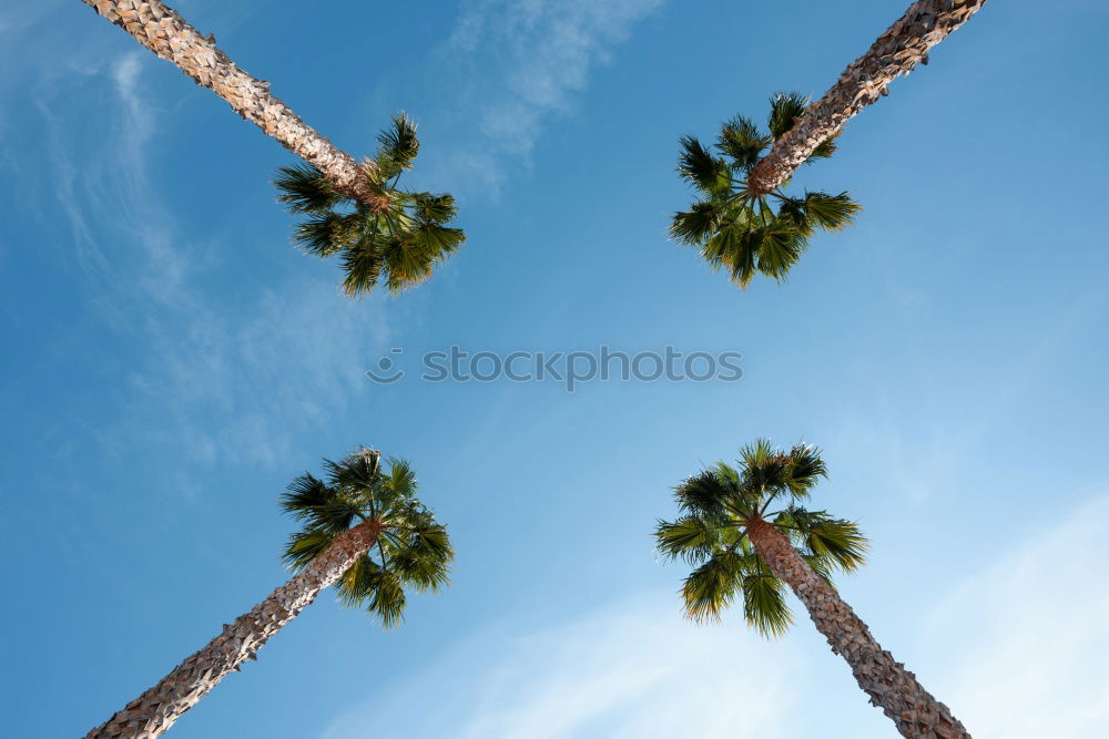 Similar – Image, Stock Photo Landscape of tropical dessert