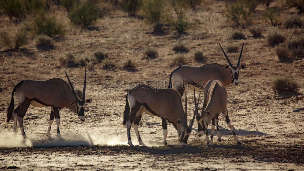 Similar – Image, Stock Photo At the waterhole Adventure