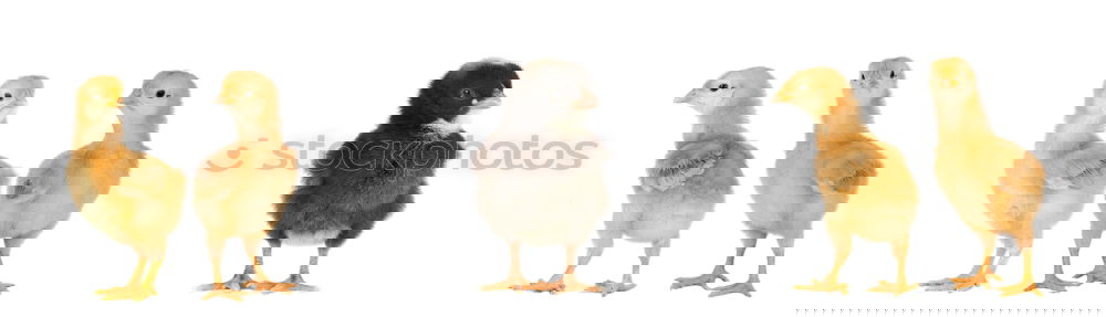 Similar – Foto Bild Mamiiiiiii?!?!?!!!! Tier