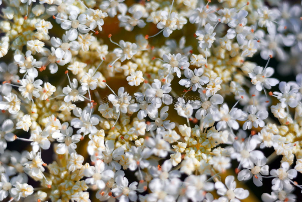 Similar – Image, Stock Photo grass Grass Beautiful