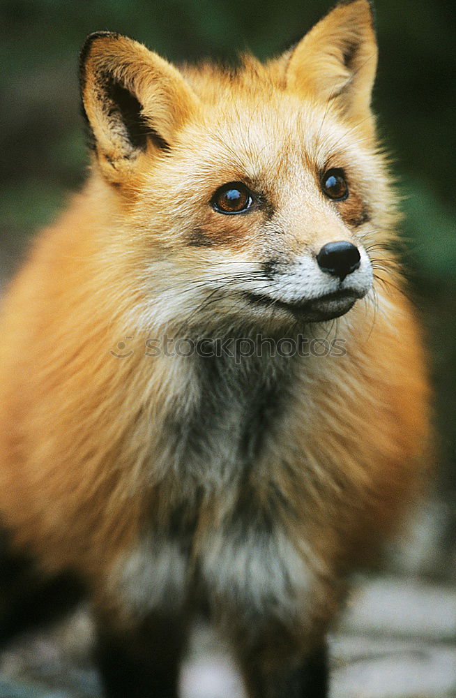 Similar – Die Raccoons Waschbär