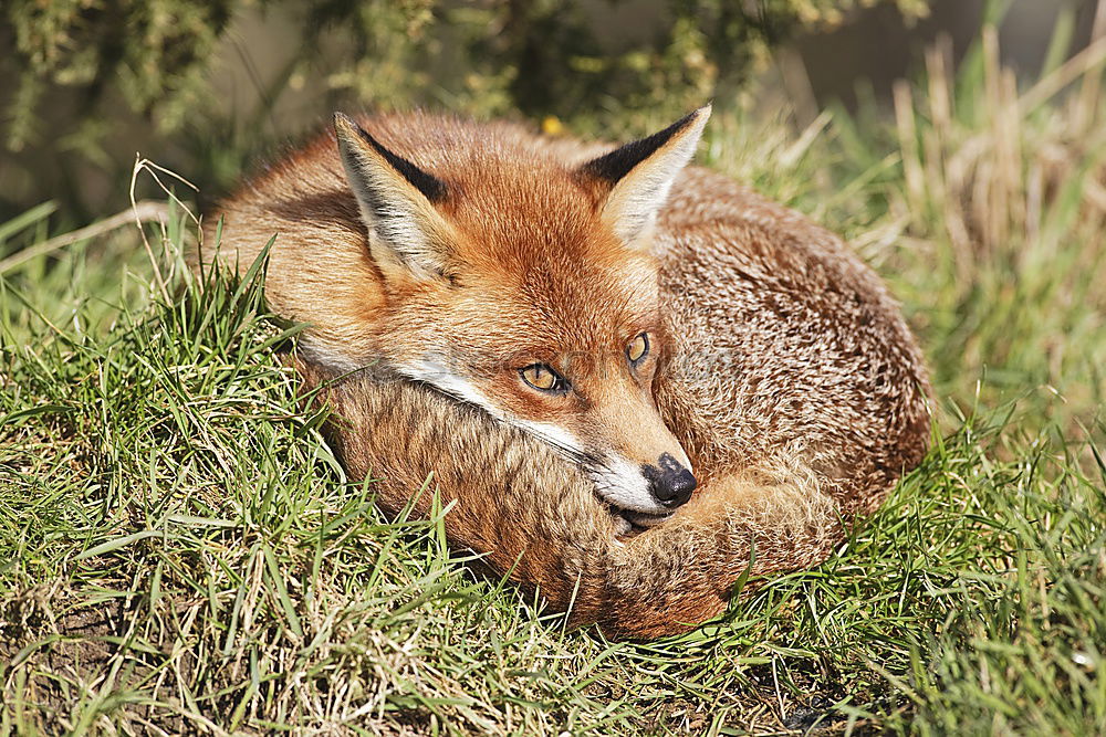 Similar – Young Fox Out Exploring