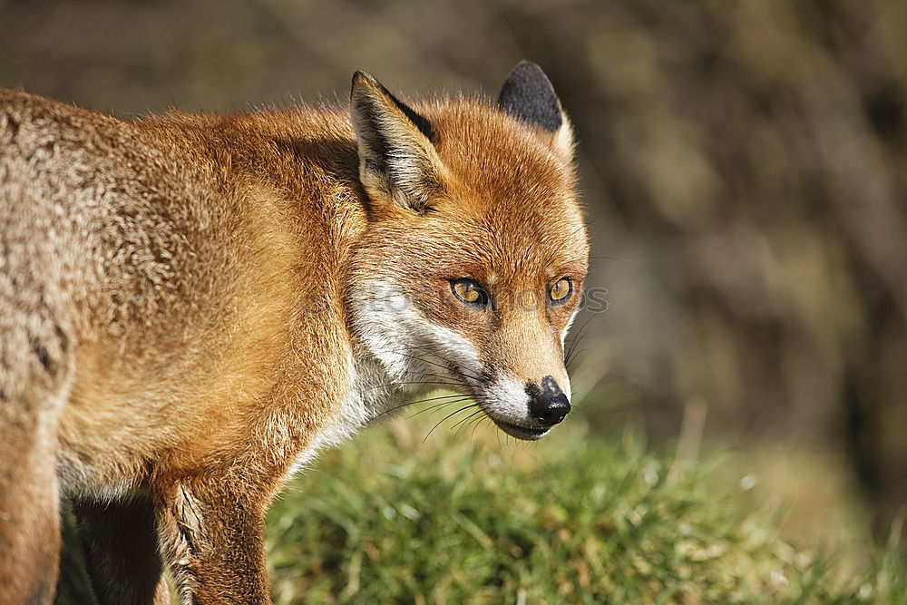 Similar – cute little fox cub Happy