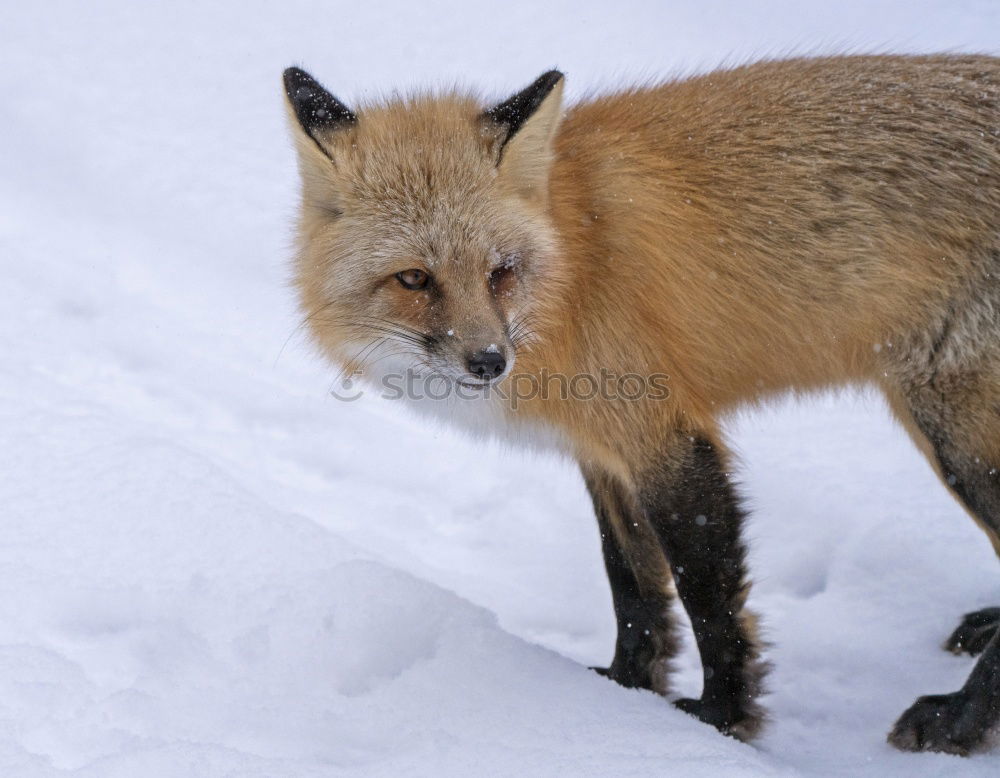 Image, Stock Photo fox walking on ice