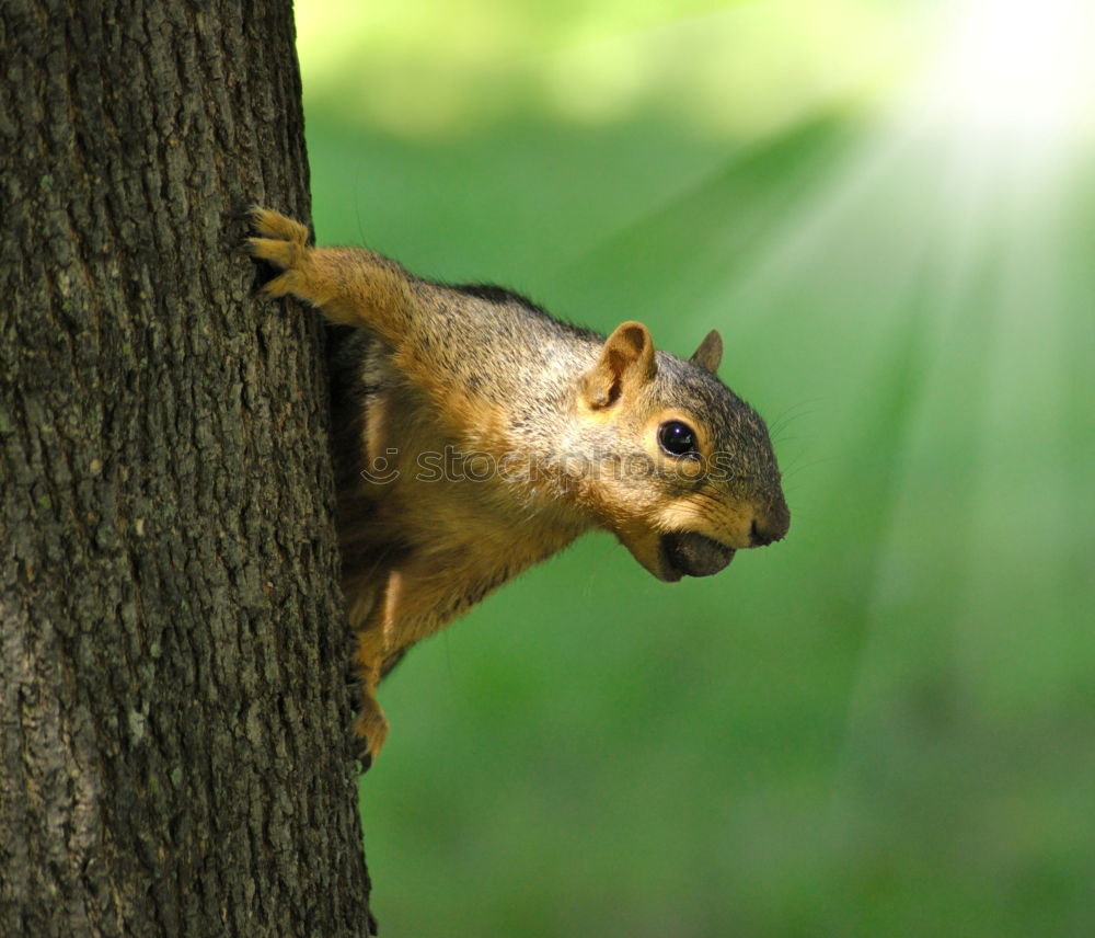 Similar – Image, Stock Photo stem holder Animal Park