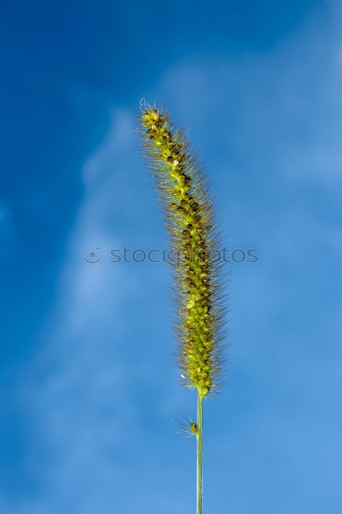 Similar – Image, Stock Photo buttercup Meadow Summer