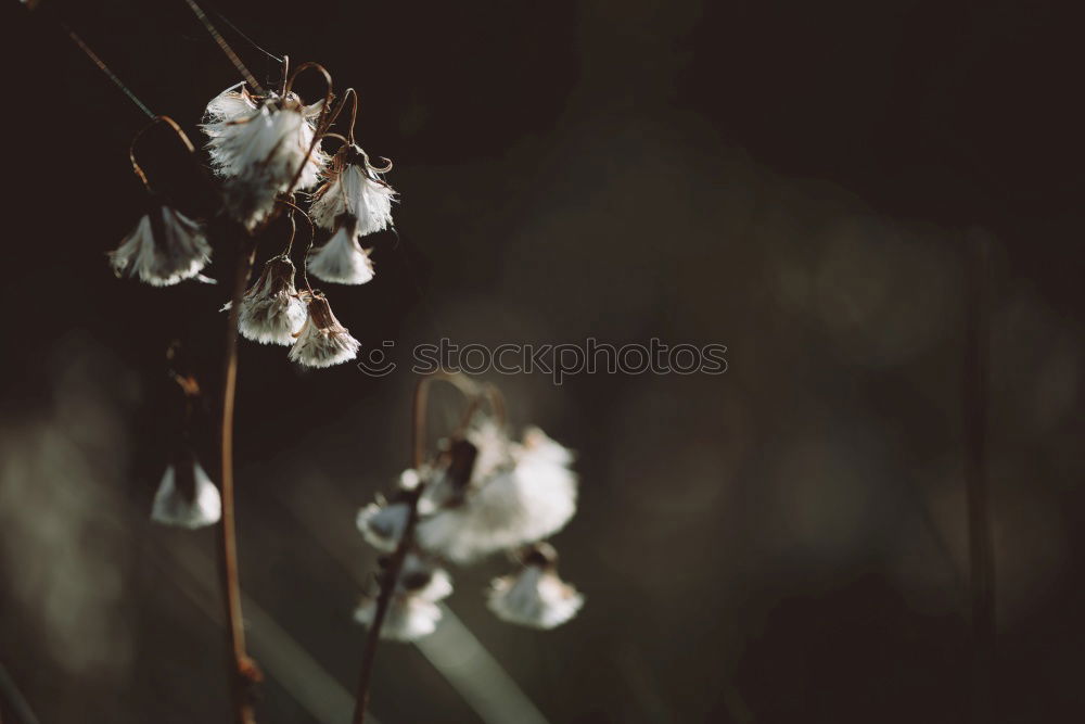 Similar – White flowers on the branch of a malus pumila