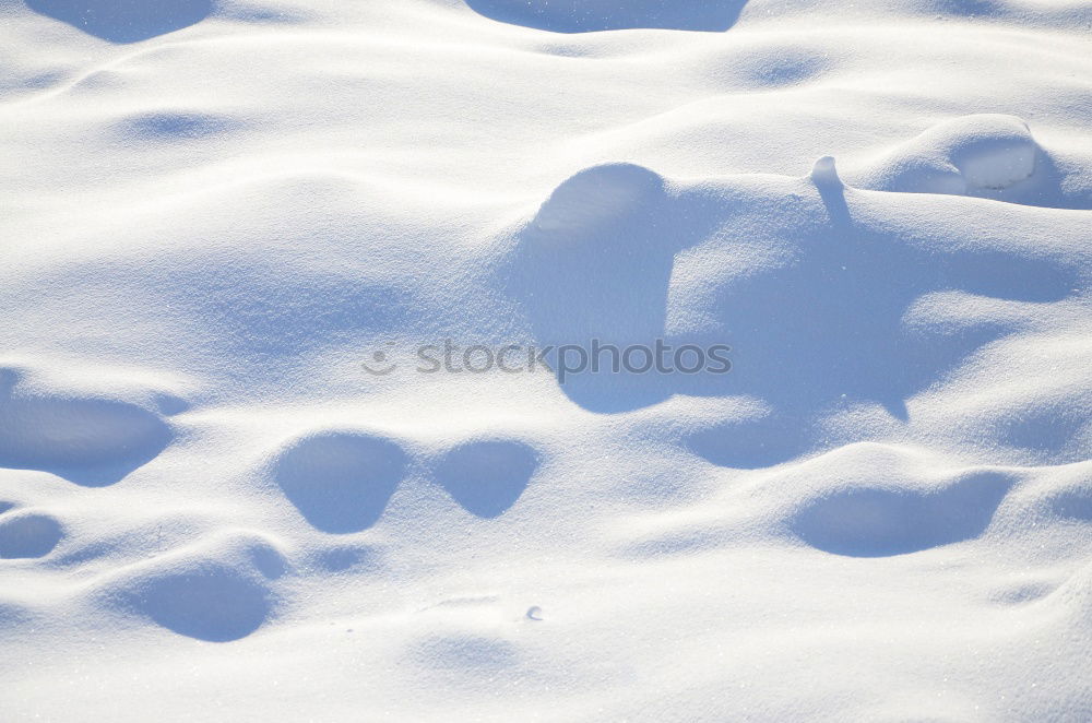 Similar – Plant shade Winter Shadow