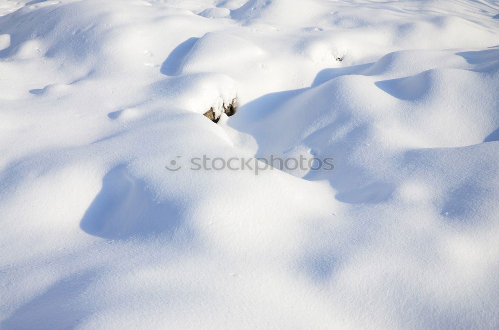 Similar – Plant shade Winter Shadow