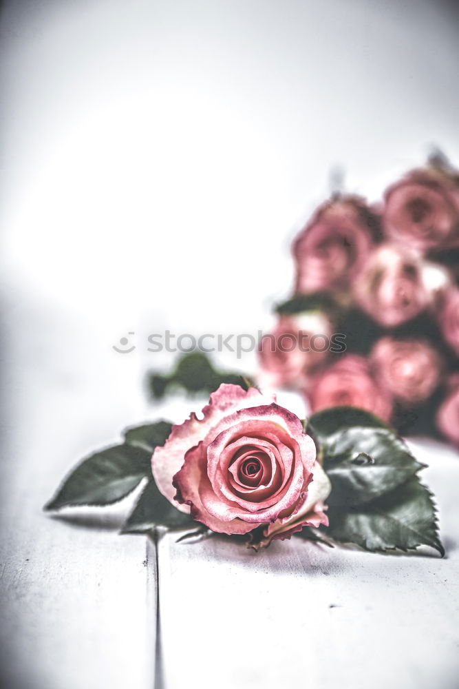 Similar – Image, Stock Photo Blue wooden table with flowers, ribbon and old scissors