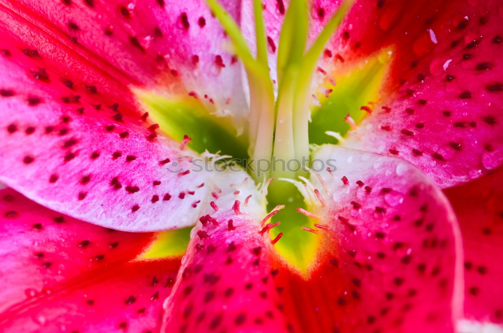 Foto Bild Stockrose Malvengewächse