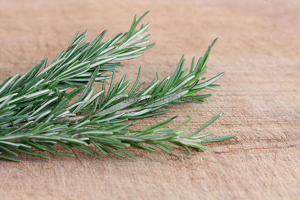 Similar – rosemary Food