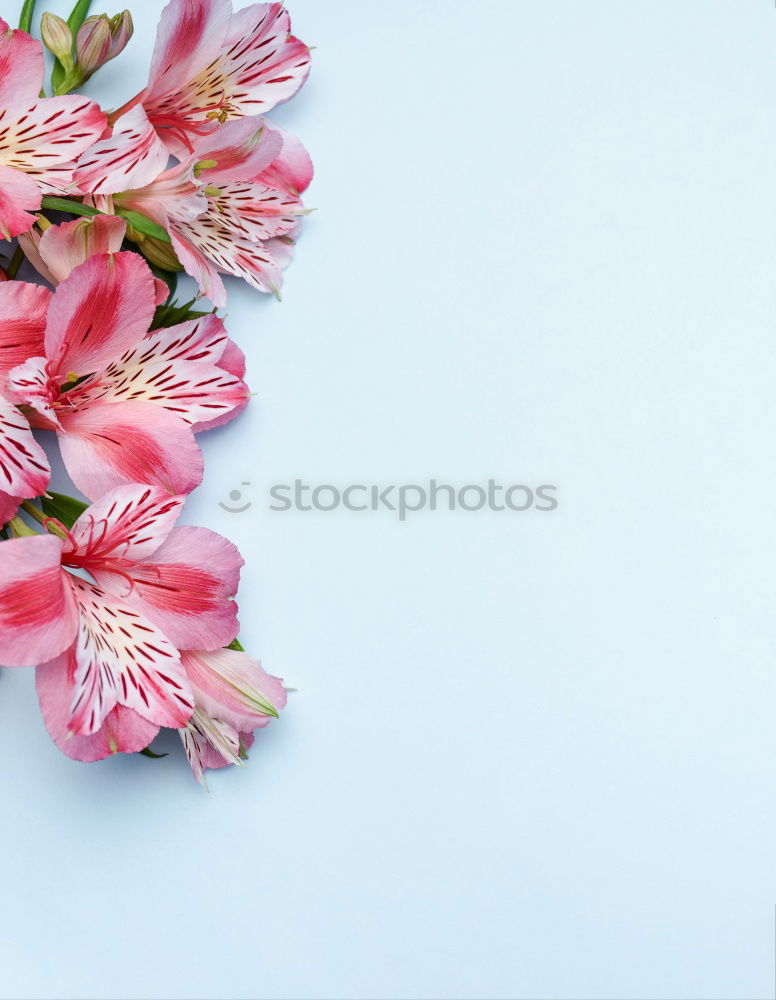 Palm leaves and tropical flowers