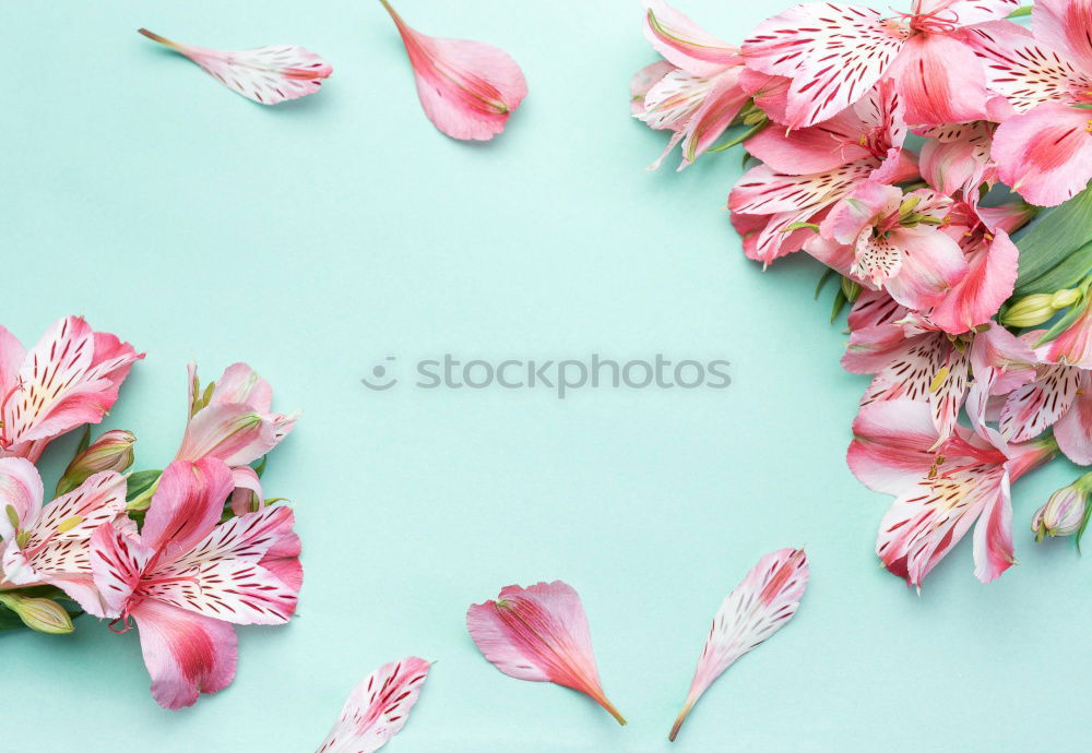 Similar – Image, Stock Photo Heart of pink rose petals on turquoise blue background