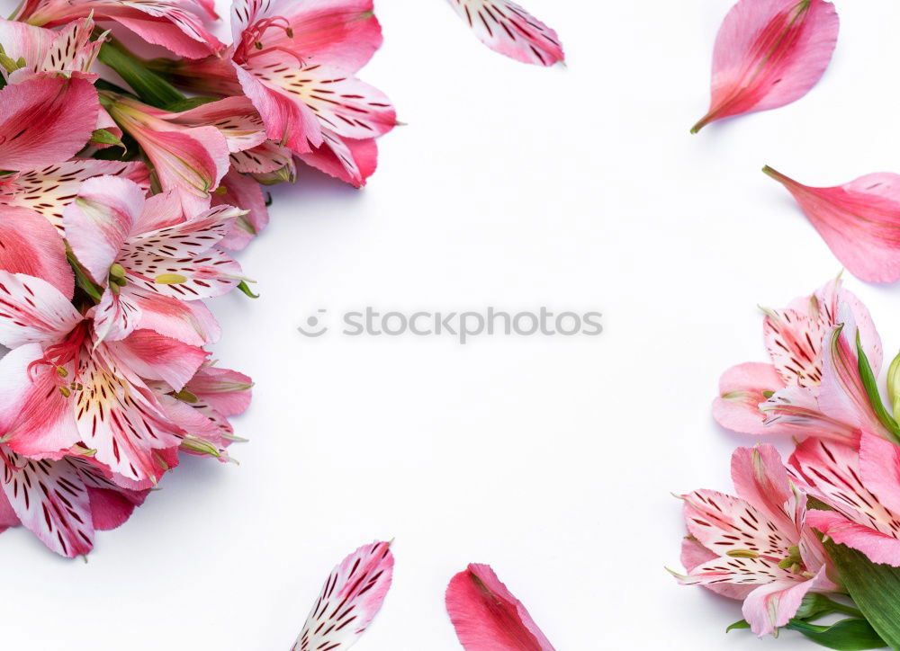 Similar – Weibliche Hände halten schöne große rosa Lilie Blumen