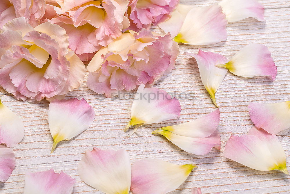 Similar – Beautiful bouquet of flowers. Daffodils with blank label card