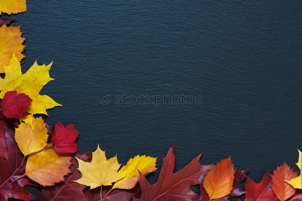 Similar – Autumn leaf on sidewalk