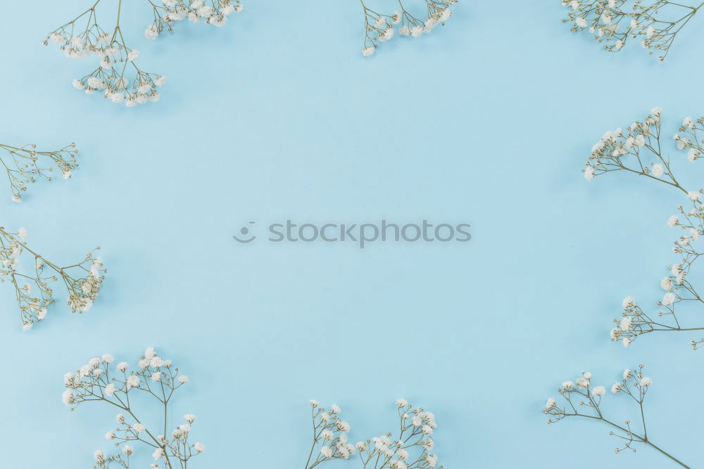 Similar – Image, Stock Photo Delicate spring blossoms on light blue background