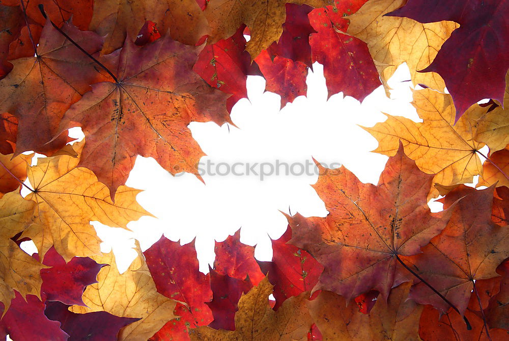 Similar – autumn foliage Red