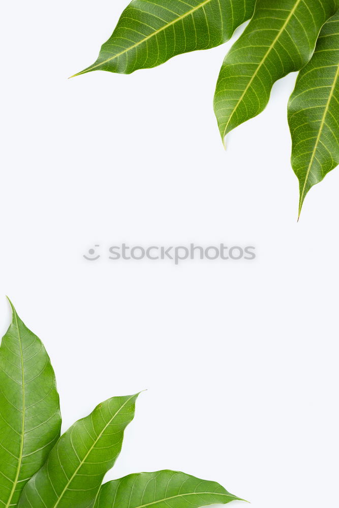 Similar – Image, Stock Photo green green green green blooms the gentian