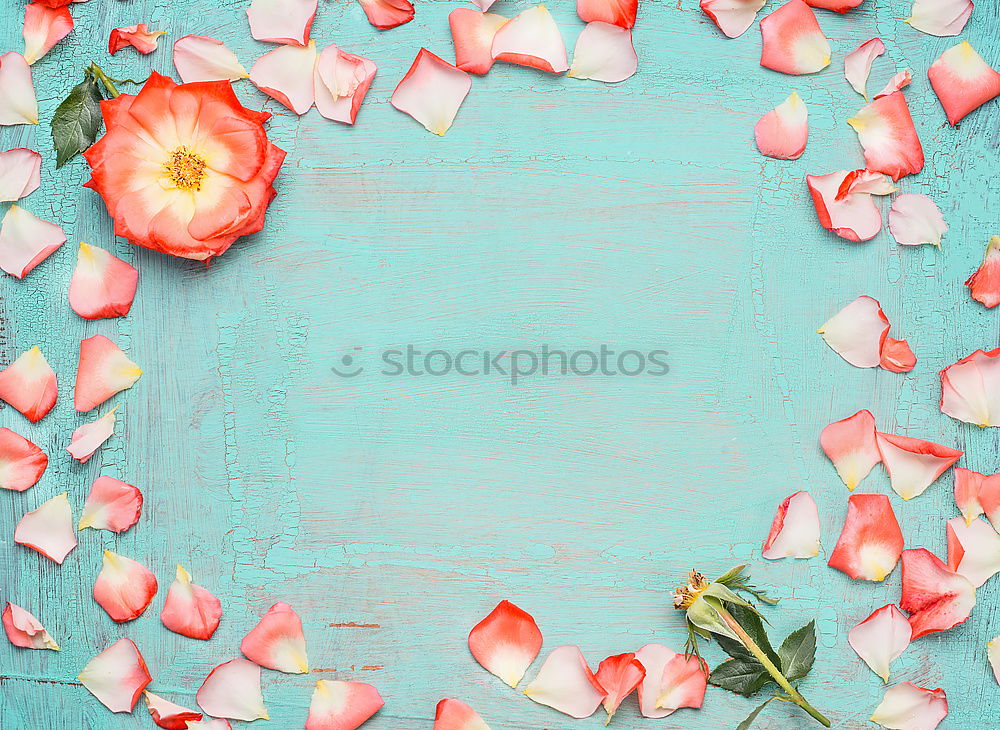 Similar – Beautiful flowers on a turquoise background